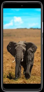 Elephant phone wallpapers