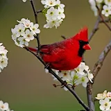 Northern Cardinal Wallpapers icon