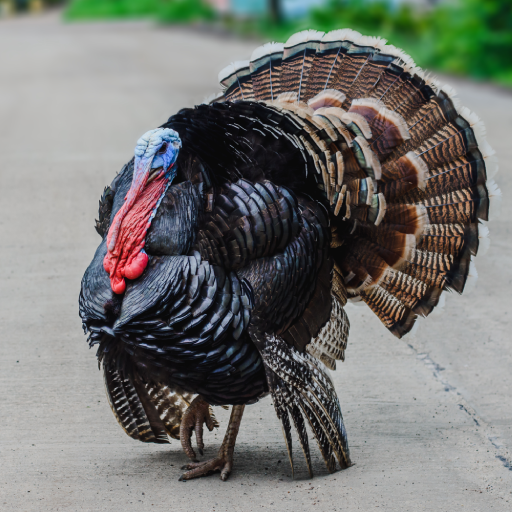 Turkey Sounds logo