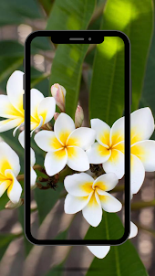 Frangipani Flower Wallpaper