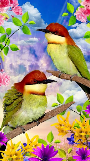 Birds Video Wallpaper