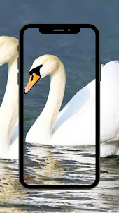 Swan Animal Sound for ringtone