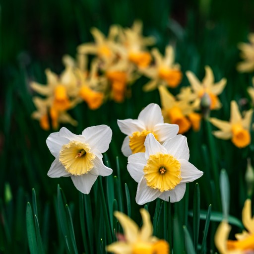 Daffodil Wallpapers logo