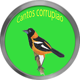 Cantos de corrupião LITE icon