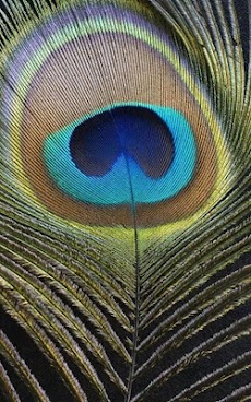 HD Peacock Feather Wallpaperのおすすめ画像1