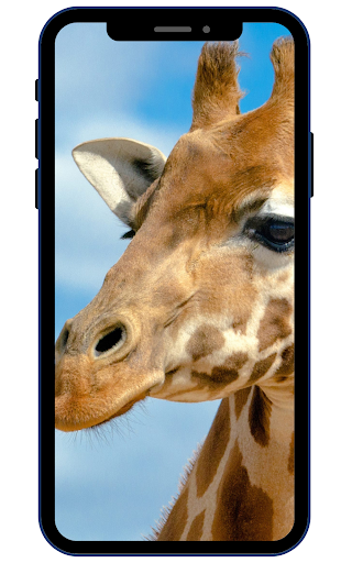 Giraffe Wallpapers Screen 2