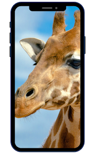 Giraffe -Hintergrundbilder