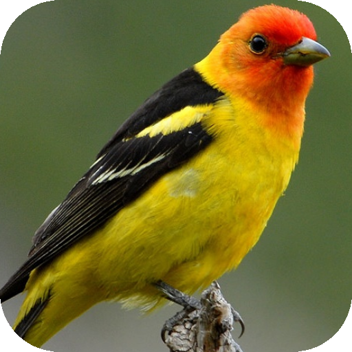 Animal Sounds Windows'ta İndir