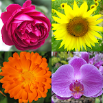 Cover Image of Herunterladen Blumen - Botanisches Quiz über schöne Pflanzen  APK