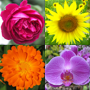 Top 29 Trivia Apps Like Flowers - Botanical Quiz about Beautiful Plants - Best Alternatives