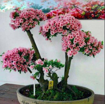 Bonsai Flower Art