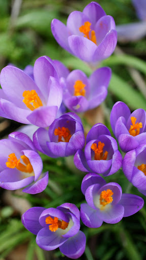 Crocus Wallpapers Screen 3