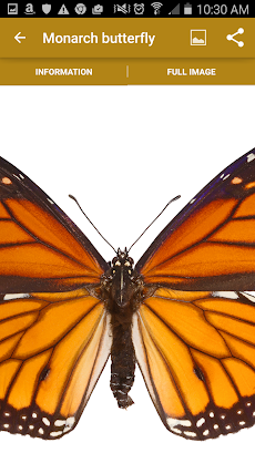 California Butterfliesのおすすめ画像4