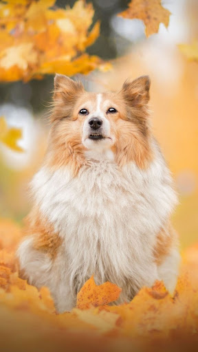 Shetland Sheepdog Screen 2