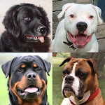 Cover Image of Tải xuống Dogs Quiz - Đoán các giống chó phổ biến trong ảnh  APK