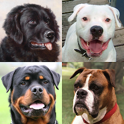 Imatge d'icona Dogs Quiz - Guess All Breeds!