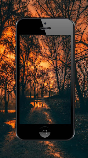 Forest Wallpapers and Backgrounds