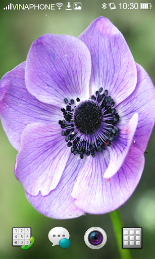 Lilac Live Wallpaper HD 4K