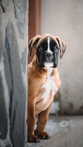 Wallpapers Boxer Dog Screen 3