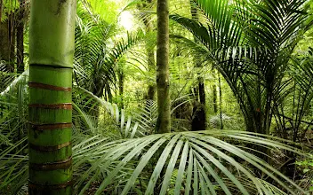 Jungle Live Wallpaper Apps On Google Play