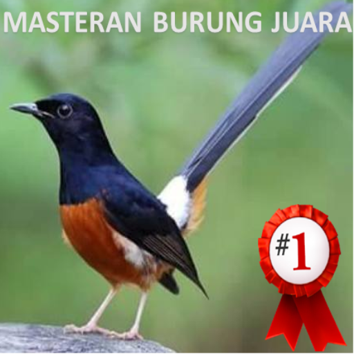 Masteran Kicau Burung
