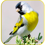 Master Goldfinch Calling Call icon