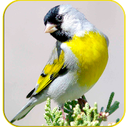 Top 41 Music & Audio Apps Like Master Goldfinch Singing Free Claim - Best Alternatives