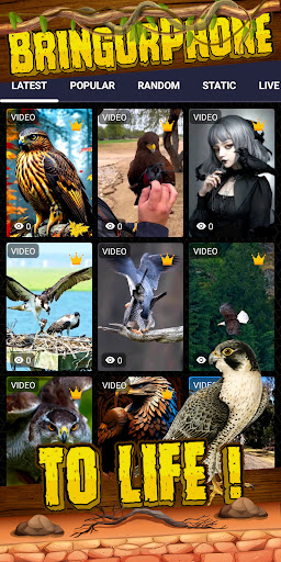 bird of prey wallpaper Screen 2