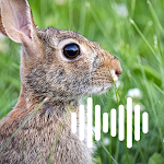 Cover Image of Download Rabbit hunting calls  APK