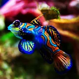 3D colorful fish icon