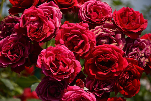 Flowers Jigsaw Puzzles Screen 2