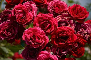 Flowers Jigsaw Puzzles - Screenshot 2