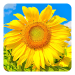 Cover Image of Télécharger Golden Sunflower LWP 4.0 APK