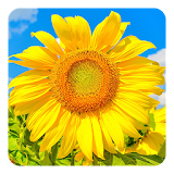 Golden Sunflower LWP icon