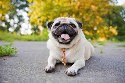 Pugs dog wallpapers