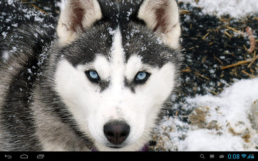 Husky live wallpaper screenshot 4