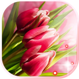 Pink Tulips live wallpaper icon
