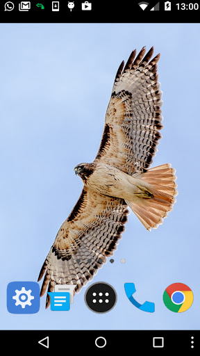 eagle photography Screen 2