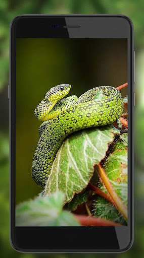 Snakes HD Live Wallpaper