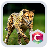 Wild Cheetah  Animal Theme HD icon