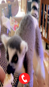 Lemur Fake Video Call