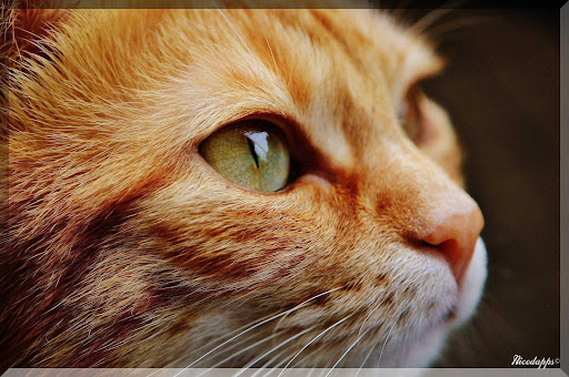 Android application Katzen Bilder screenshort