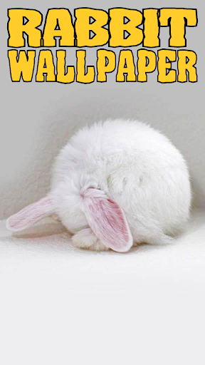 Rabbit Wallpaper