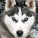 Husky live wallpaper - Androidアプリ