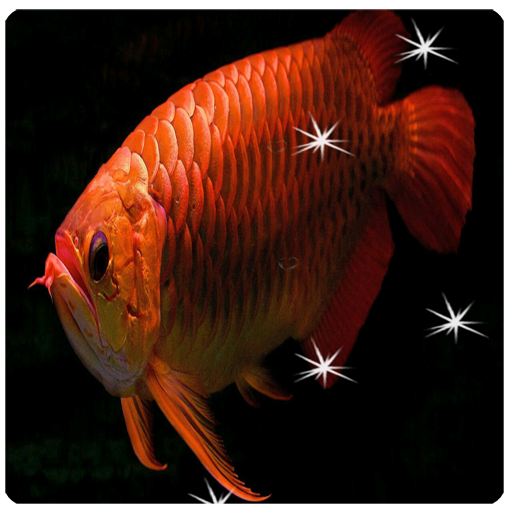 Arowana Live Wallpaper
