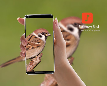 Sparrow Bird Ringtones 1.0.4 APK + Mod (Unlimited money) untuk android