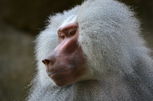 Call From Monkey Prank Screen 2