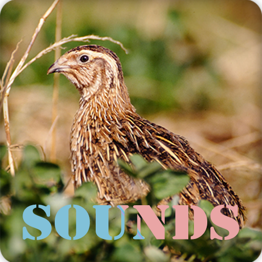 Quail Call Sound Ringtones Download on Windows