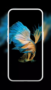 Aquarium Betta Fish Wallpaper