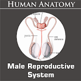 Male Reproductive System icon
